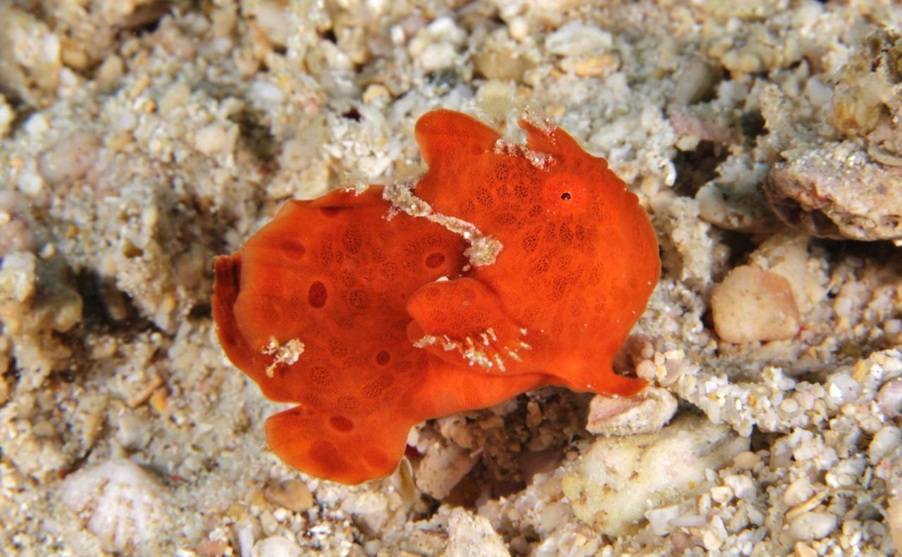 The Three P Beach Resort & Dive Center Agnay 外观 照片